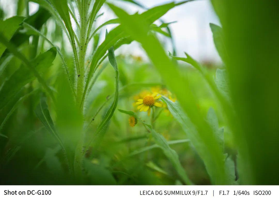 松下（Panasonic） 9mm F1.7 微单相机超广角定焦镜头拍照评测